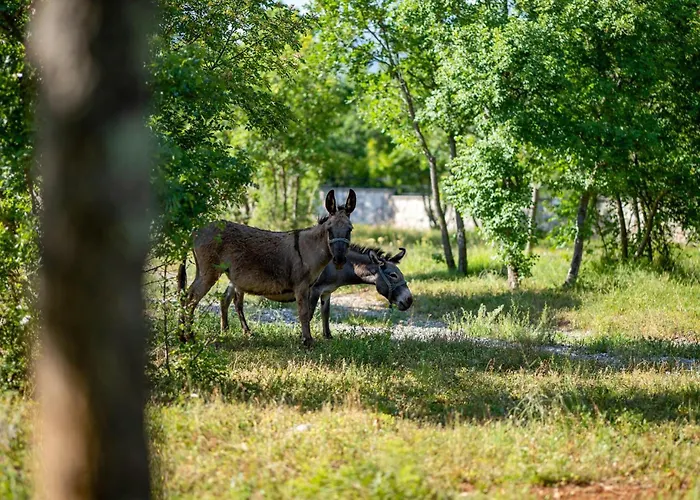 Camping 2 Bedroom Cozy Stacaravan In Obrovac